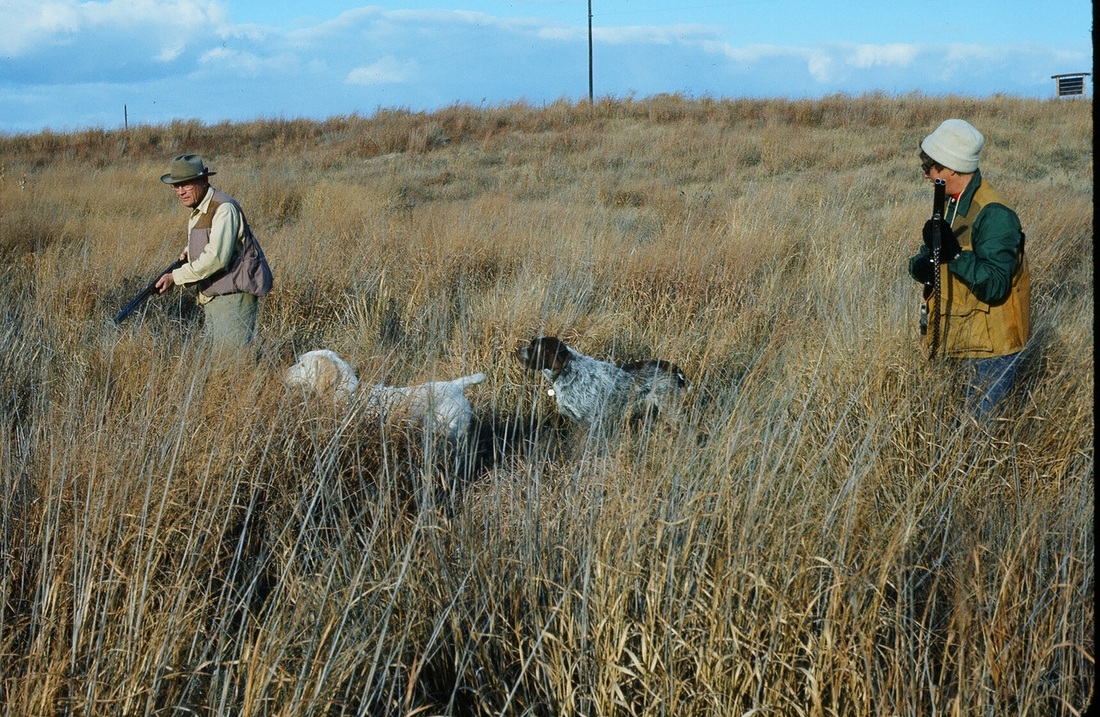 Hunting with bird dogs in Nebraska 